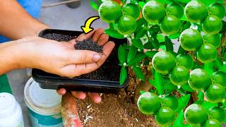 👉 Best Fertilizer for Lemon Trees to Grow More Fruit