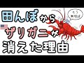 田んぼからアメリカザリガニが消えた理由【ざっくり解説】
