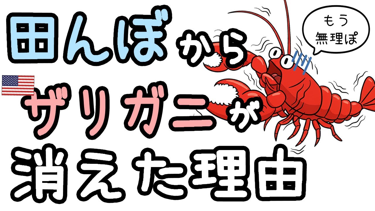 田んぼからアメリカザリガニが消えた理由【ざっくり解説】