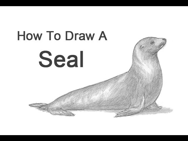 How to Draw a Seal (Sea Lion) - YouTube