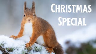 Christmas Special 🌲 | Nature and Wildlife Photography in Snow | Relax to Christmas Music by Espen Helland 7,706 views 1 year ago 8 minutes, 6 seconds