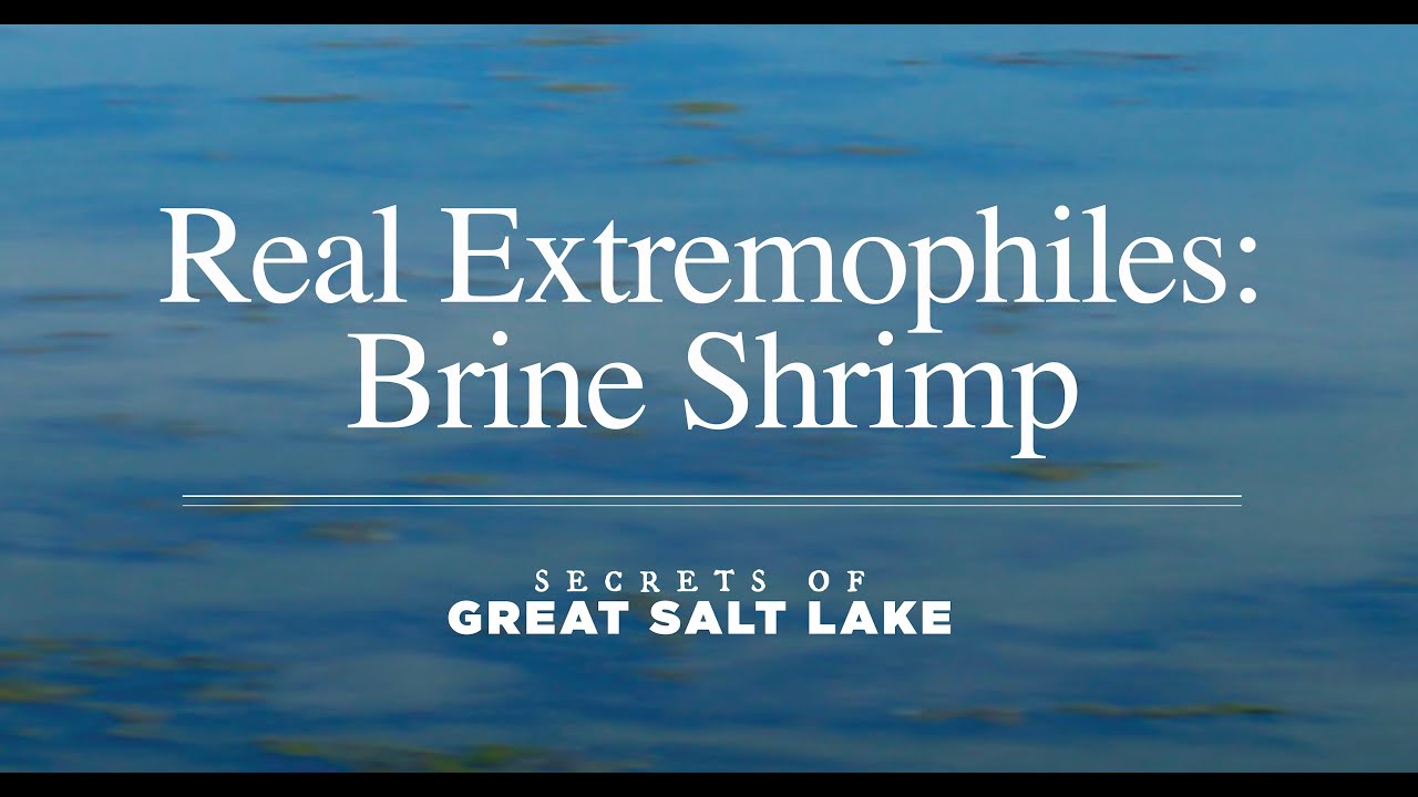 Secrets of Great Salt Lake - Extremophiles