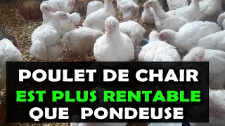 AVICULTURE: Voici pourquoi les poulets de chair sont plus rentables que les poules pondeuses