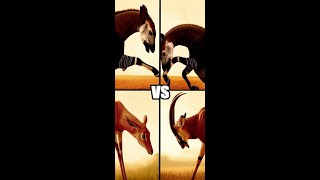 Epic Battle Okapi Vs 10 Deadly Predators