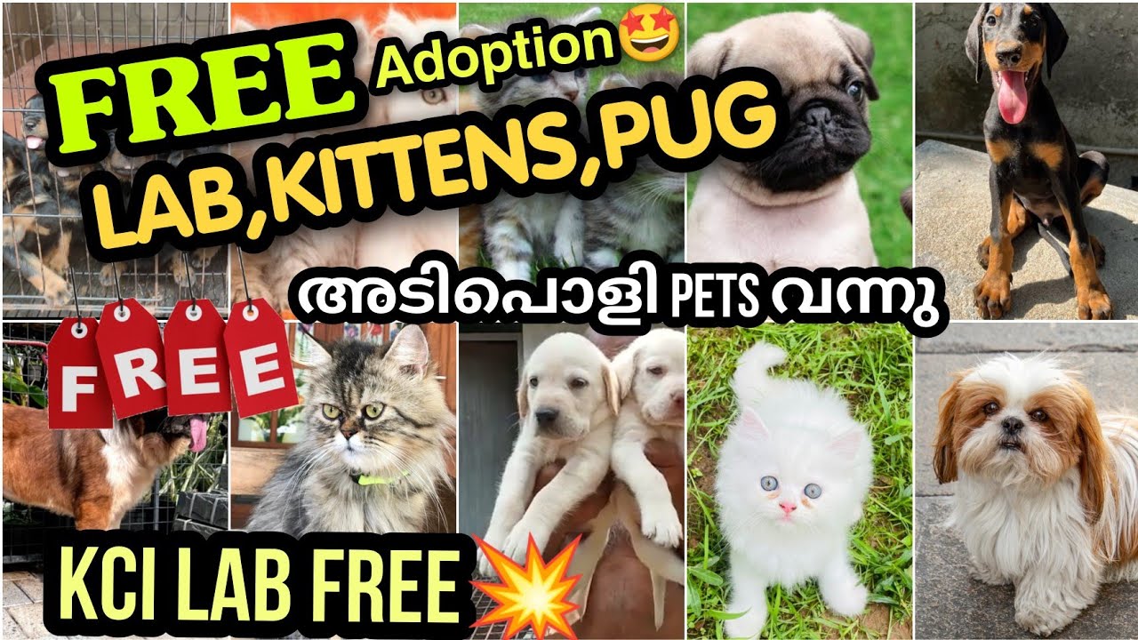 Free adoption 😱 kci Labrador, Pug, Kittens 🔥 puppies & kittens