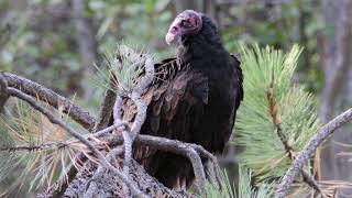 Another Turkey Vulture Preening
Turkey Vultures spend much of their day gliding and soaring with their wings out in a dihedral position scavenging for carrion.
This requires each of their wing feathers to be aligned in the most optimum position relative to its adjacent feathers and the birds body shape.
In order to achieve this alignment as well as dirt, dust and parasite removal and feather-oiling.
Turkey vultures typically spend two to three hours a day preening, mostly nibbling at the base of feathers, but also running their bills along the shaft of individual feathers from the base to the tip.
Typically in the morning they preen at their roost or in a communal post-roosting area on perches exposed to the sun before heading out to forage. Shortly before sunset they do the same in reverse, landing in an exposed pre-roosting perch site within half a mile of their roost site and engage in maintenance activities before going to bed on their roost sites the the evening. Another Turkey Vulture Preening