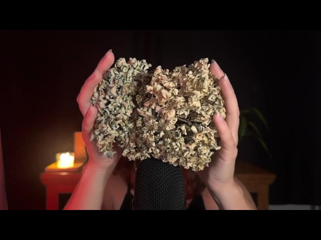 Os Melhores Momentos do ASMR ZEN: Tente não Dormir! | Energia Zen