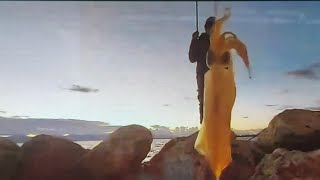 SQUID FISHING BIG CATCH ,Cagliari Italy