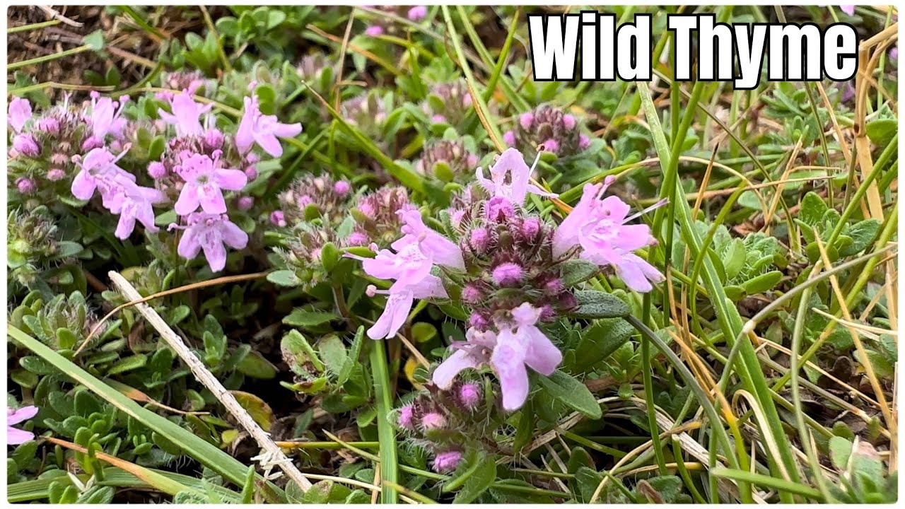 Wild Thyme - A Great Cooking Herb