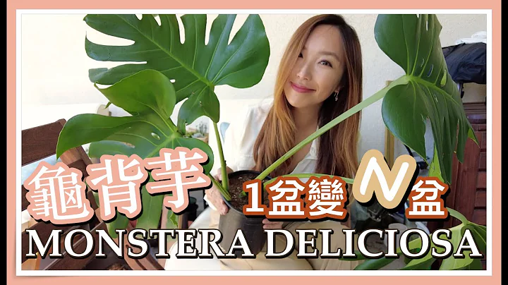 龟背芋，一盆变多盆！水耕土耕分枝哪种好呢？｜徐豫御姊爱 #疗愈观叶植物系列 - 天天要闻