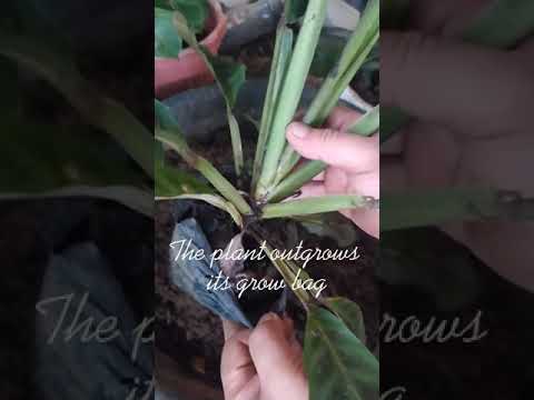 ቪዲዮ: Calathea Lansifolia (22 ፎቶዎች) የቤት እንክብካቤ። በአበባው ወቅት እንዴት እሷን በትክክል መንከባከብ?