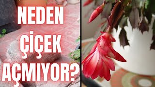 Çiçek Açmıyorsa Bu Yüzden! Yılbaşı Çiçeği (Schlumbergera truncata)
