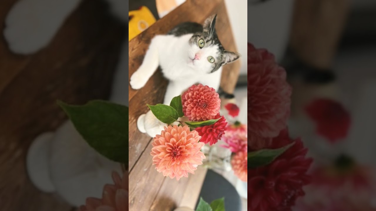 🌻 Sunflower Family (Asteraceae) Composite of 🟡 & 🔆