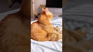Let me show you the big ass pussy. #cat #usa #cute #funny #fyp