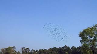 Birds enjoying music