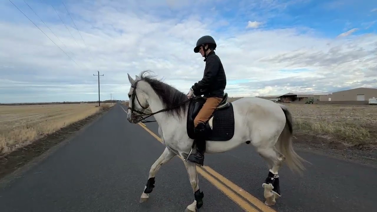 Leon de Pujedo 2015 APSL gelding