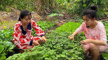 Lên Đìa Của Chú 6 Câu Cá, Cắt Rau Hai Chị Em Nấu Được Bữa Cơm Đậm Chất Quê | NĐMT#426