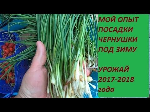ЧЕРНУШКА ПОСАЖЕННАЯ  ПОД ЗИМУ И РЕЗУЛЬТАТ прекрасный. ДЕЛЮСЬ СВОИМ ПРОВЕРЕННЫМ ОПЫТОМ