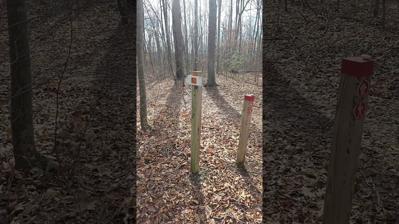 Blackbird Forest @morrislane9917