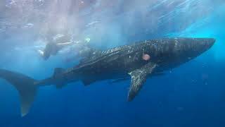 Compilation Footage showing ME actually swimming with the Whale Sharks on 8/18/2022