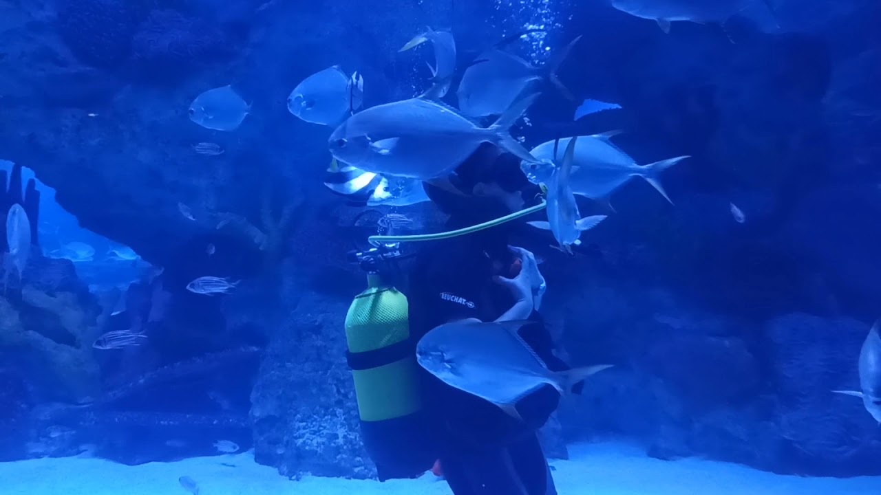 Emaar Akvaryum Dalış Deneyimi Balıklar la yüzme