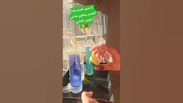 طريقة صحيحة لتقديمه لطيوركم 