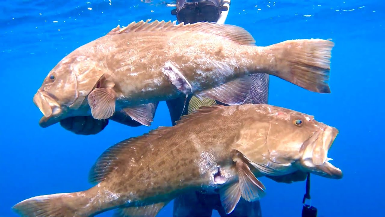 Spearfishing GIANT Gag Grouper in BRADENTON FLORIDA!! #100 Spearfishing GIANT Gag Grouper in BRADENTON FLORIDA!! #100