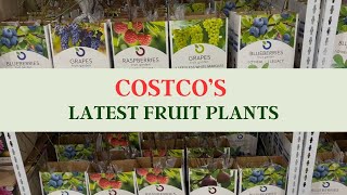 Costco’s Latest Fruit Plants You NEED for Your Garden!