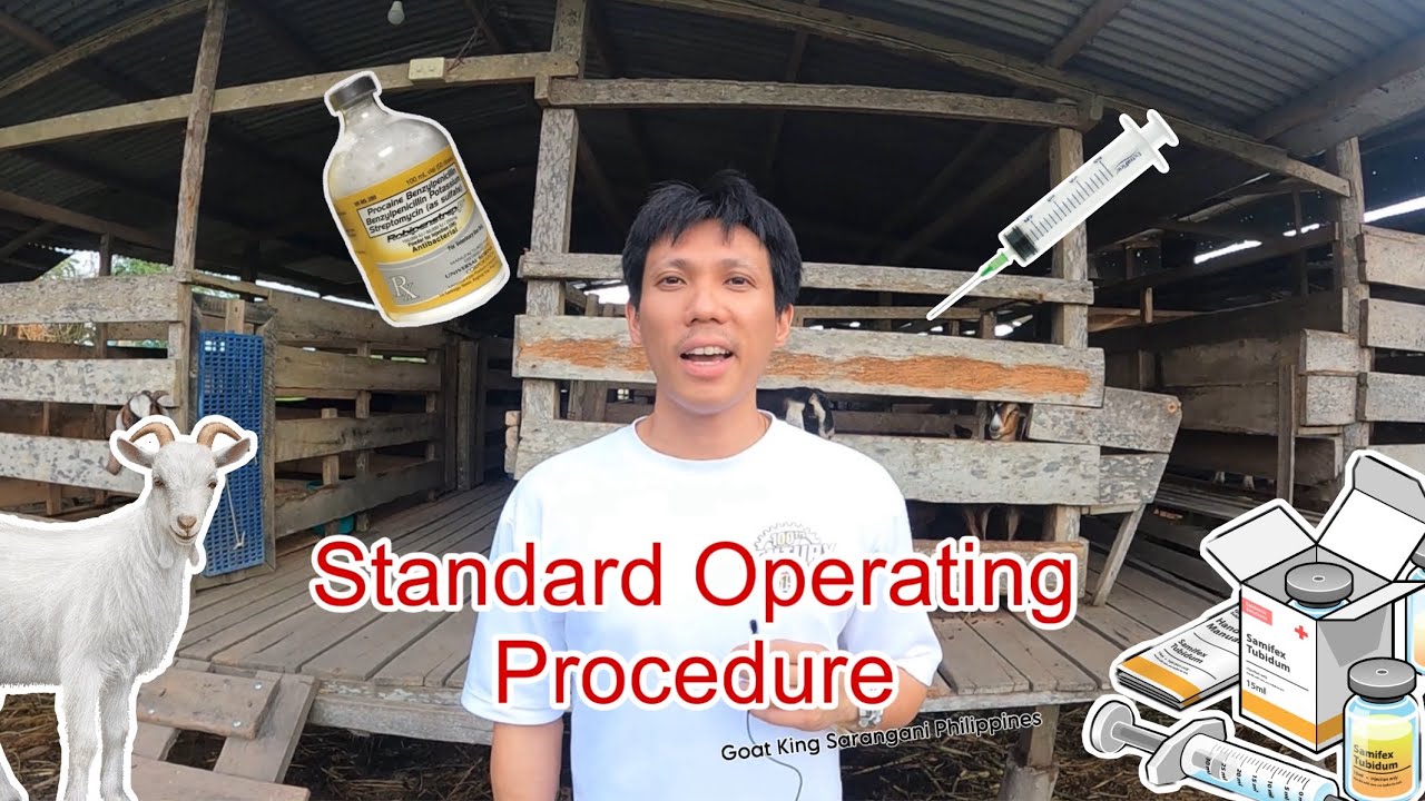How To Deal With Pregnant Goats Philippines YouTube how-to-deal-with-pregnant-goats-philippines-youtube