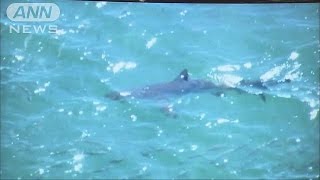 海岸にサメ現れる　海水浴場が遊泳禁止に　茨城(15/08/06)