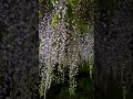 白毫寺〜藤棚ライトアップ〜