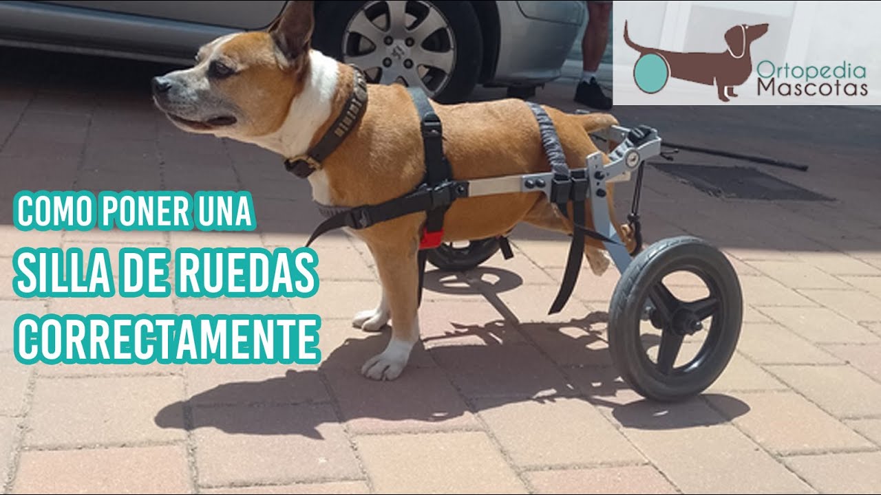 CARRO PARA PERROS DISCAPACITADOS DE LAS PATAS DELANTERAS - DE 3 HASTA 7 KG  - ORTOPEDIA MASCOTAS CB