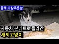 올해 가장추운날 자동차 본네트로 올라간 아기고양이