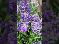 Lavender#music #flowers #garden#summer