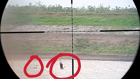 BERBURU BELIBIS JARAK JAUH 100M