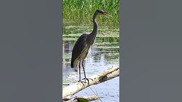 Thumbnail of Amazing Great Blue Heron Calling #shorts  #bird #heron