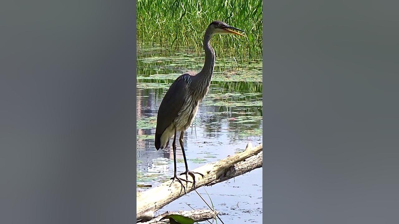 Amazing Great Blue Heron Calling #shorts  #bird #heron