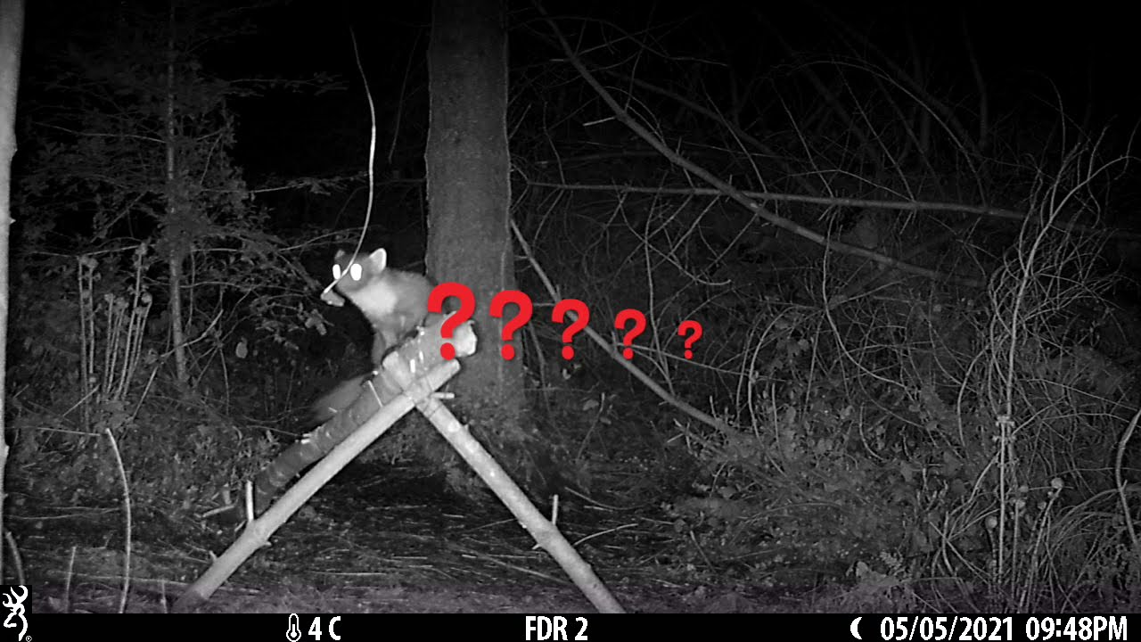 Pine martens are omnivores