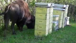 Canadian lown mowers.