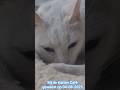 Katten Café Nederland