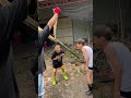 竹水ってこんなに溜まってるの!?凄すぎー #shorts #竹 #竹水