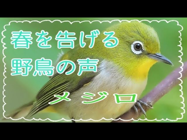 春を告げるメジロの鳴き声 厳しい冬の寒さがあるからこそ春の喜びは大きい 野鳥 目白 Youtube 春を告げるメジロの鳴き声 厳しい冬の寒さがあるからこそ春の喜びは大きい 野鳥 目白 Youtube