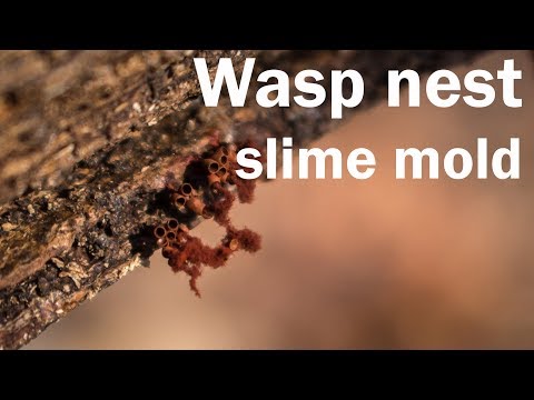 Wasp Nest Slime Mold, Metatrichia vesparium