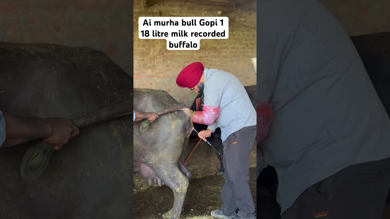 Best milk record semen available | cow & buffalo | dr Palwinder comment for any doubt | 