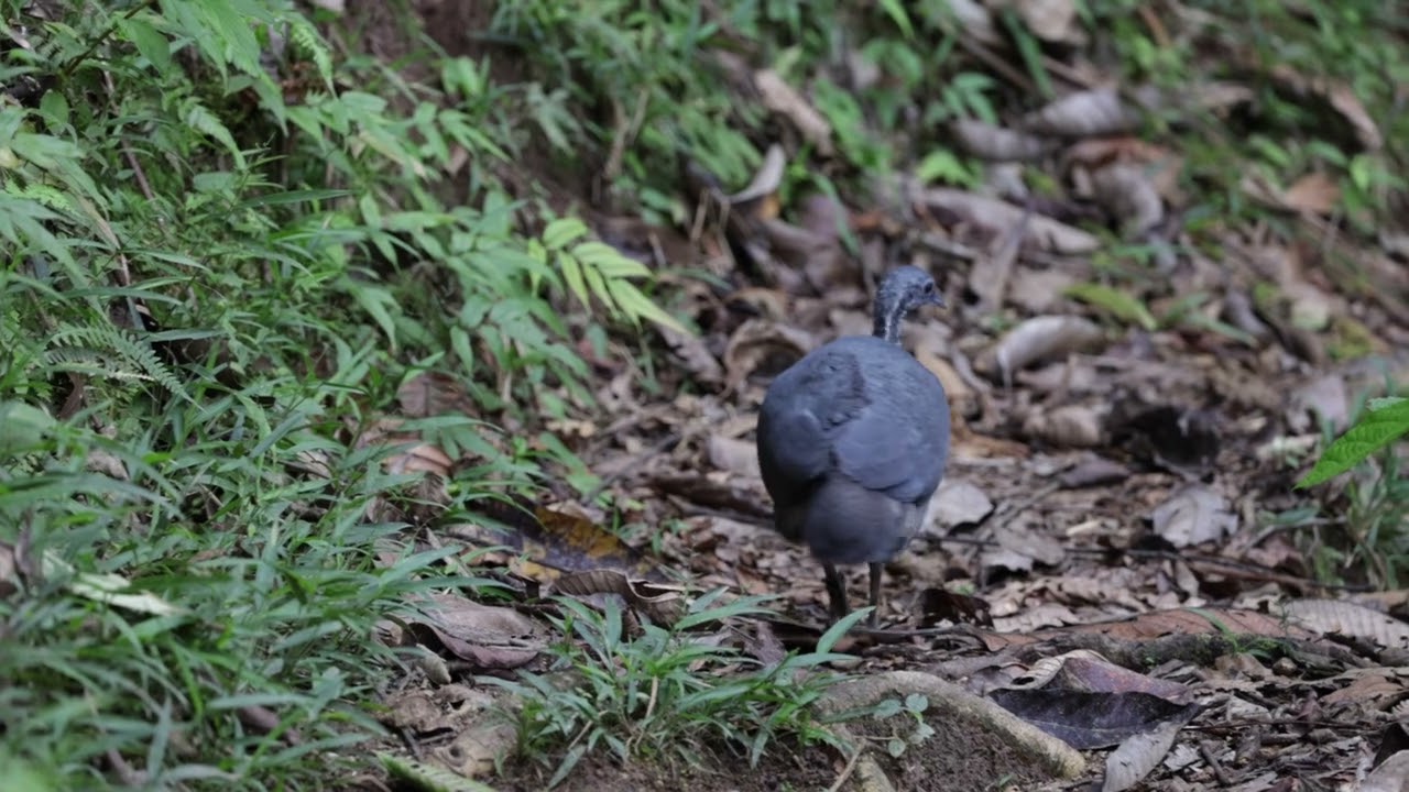 Gray Tinamou
