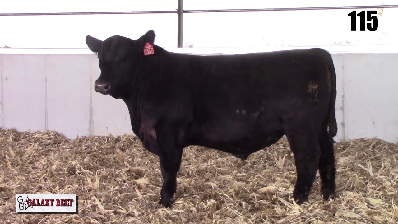 camera iphone 8 plus apk Galaxy Beef Lot 115