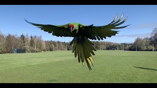 Our Second Year With Our Adopted Military Macaw || Corliss' Story Part 2 by Soaring Wings Flock 2,733 views 2 years ago 7 minutes, 9 seconds