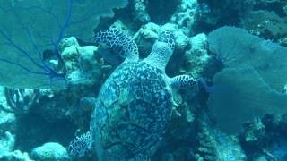 Sea Turtle Near Long Caye, Belize