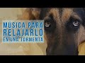 🐾  Música relajante para perros durante una tormenta 🎧  Perrhijos 🐶  musicoterapia.