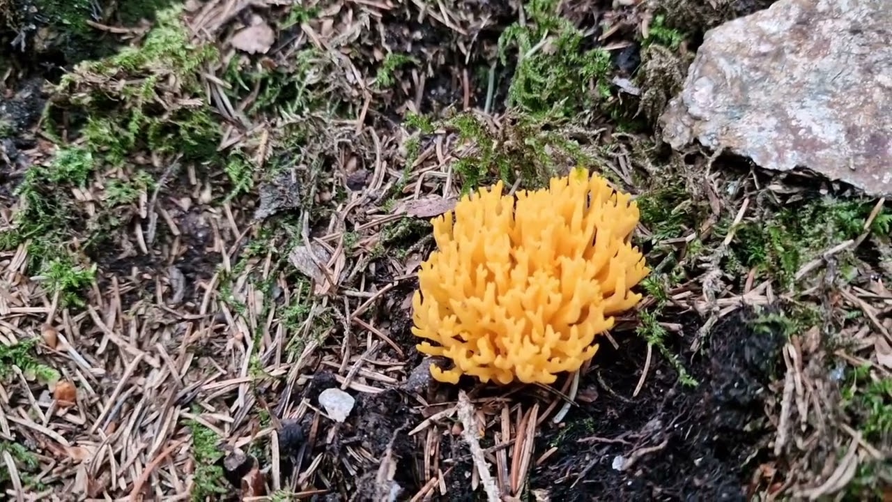 Die Suche nach Granat und Bergkristall im Erzgebirge. 